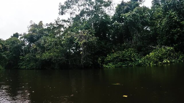 Dense Rainforest Riverbank in Ecuador with Brown Amazon Water, Overhanging Trees, Tropical Vegetation and Remote Jungle Waterway Landscape