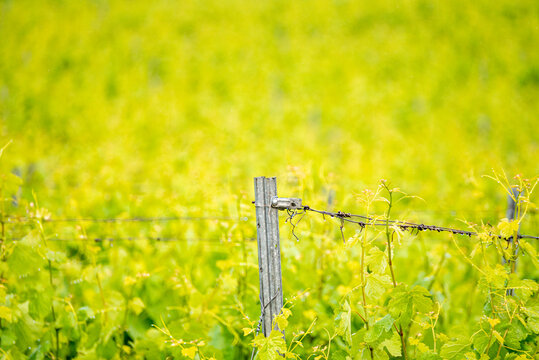 Vineyard trellis pole and wire supporting fresh green grape shoots The Concept of viticulture and natural growth