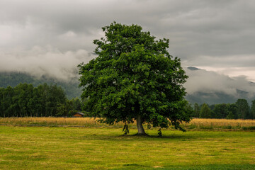 Obraz premium Beautiful landscape with a lone tree in a green meadow against a background of mountains in clouds.