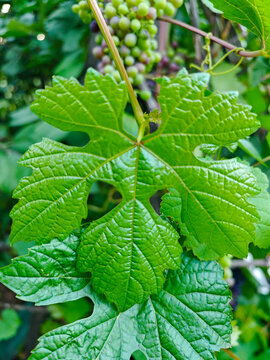 Fresh green grapevine leaf close up with detailed veins and blurred grapes on background
