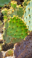 Close up view of a prickly pear cactus © Athina Arvanitaki