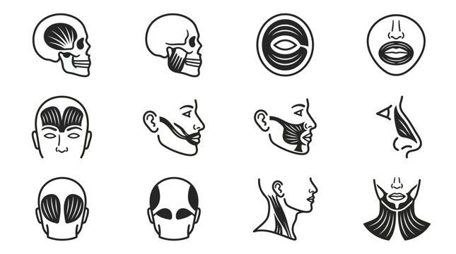 Set of Human Facial Muscles Anatomy Vector Icons