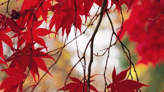 Slow motion close-up of vivid red and orange Japanese maple leaves glowing in warm autumn sunlight. Delicate foliage gently sways in the breeze, creating a peaceful seasonal nature scene.