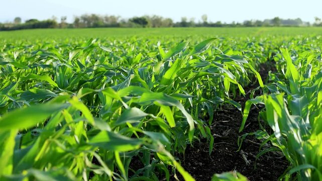 Young green corn plants growing in agricultural field under bright sunlight with gentle breeze motion.