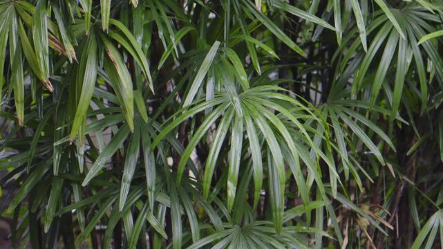 Lady Palm are elegant clumping palm in backyard. Scientific name is  Rhapis excelsa (Thunb.) Henry