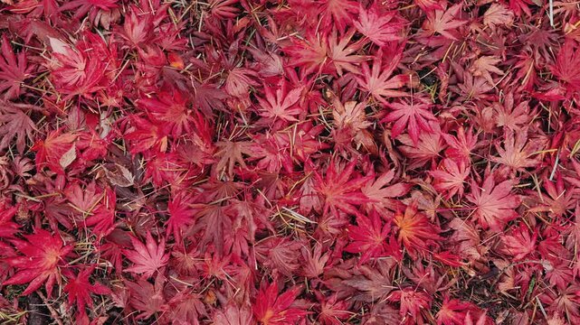 Top-down cinematic view of colorful fallen autumn leaves as the camera smoothly slides sideways. Rich red, orange, and yellow foliage creates a beautiful seasonal forest texture and natural pattern.