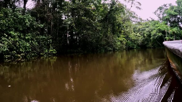 Boat Bow on Calm Brown Amazon River in Ecuador with Dense Rainforest Banks, Overcast Sky, Jungle Reflections and Remote Waterway Travel Scene