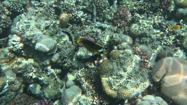 Red Sea raccoon butterflyfish (Chaetodon fasciatus) swimming over a diverse coral reef in the clear waters of Makadi Bay near Hurghada, Egypt.