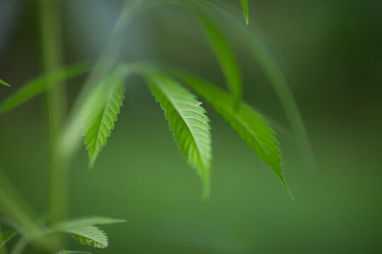 Cannabis legalization and regulation concept showing a young Cannabis sativa plant in natural green foliage. Laws, medical cannabis policy, legal markets, evolving public attitudes toward marijuana
