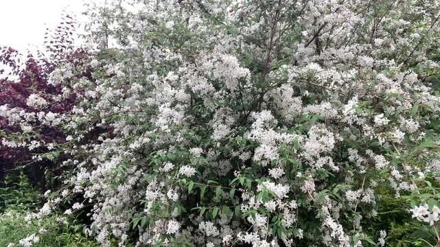A static tripod shot captured on a warm, sunny day in Aberdeenshire, Scotland. The footage features busy bumblebees flying around and pollinating a blooming lilac bush.