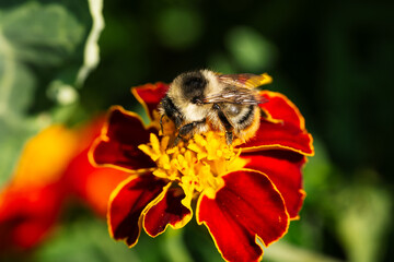 Macro Close-Up of a Bumblebee Collecting Nectar from a Red and Yellow Marigold Flower © Viktorija