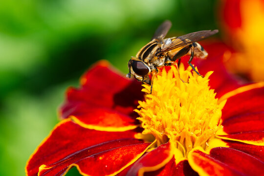 Macro Close-Up of a Hoverfly Perched on a Bright Yellow Flower