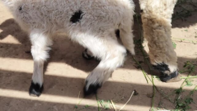 Horse, Horses, animal show, goat, camel, llama, rabbit, animal park, farm, zoo. Show, feeding