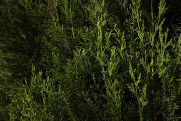 Close-up of green conifer branches un sunlight © Oksana
