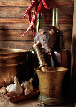 Gray rat in a rustic kitchen.