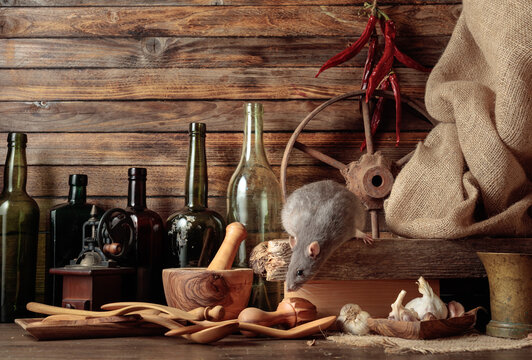 Gray rat in a rustic kitchen.