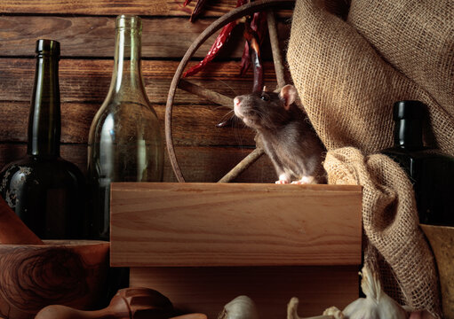 Gray rat in a rustic kitchen.