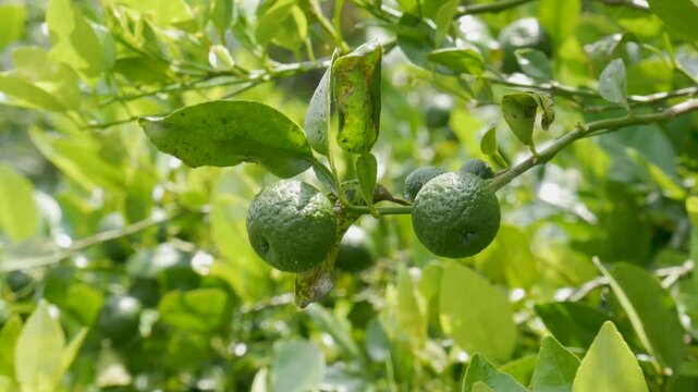 Closeup of lime fruits moving gently in the wind, illuminated by midday sunlight. Perfect for farming visuals, nature documentaries, and agricultural b-roll footage.