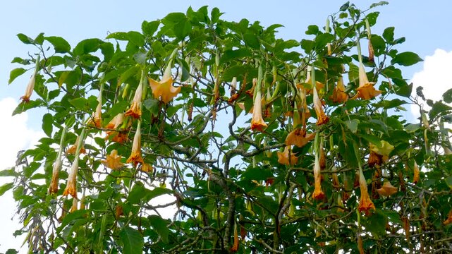 Orange Brugmansia flowers bloom abundantly in the mountain highlands, creating a striking and peaceful natural scene.