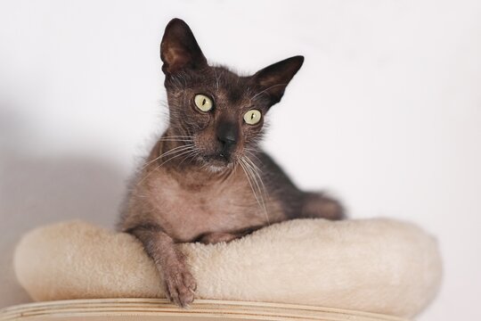 Potrait of Lykoi cat sits on a cat bed and looks curious away. Horizontal image with selective focus.	