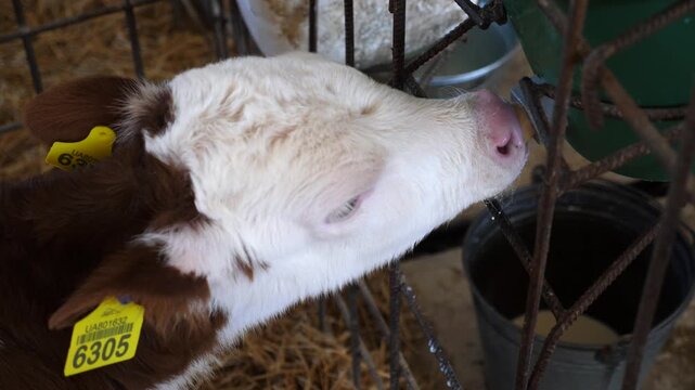 Little baby mammal animal sucking milk from bucket with pacifier in the fence at cowshed. Small newborn cow drinking dairy in paddock at farm. Hungry cute calf feeding by lactic at cowhouse. Close up