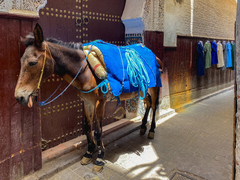 A Donkey in the medina, Fez, Morocco