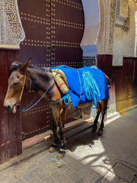 A Donkey in the medina, Fez, Morocco