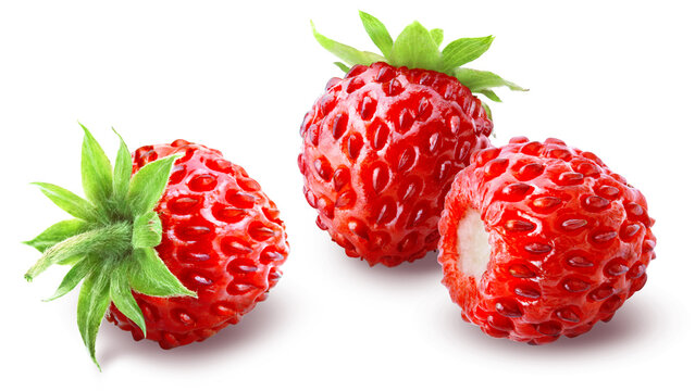 Three ripe juicy wild forest strawberries isolated on transparent background.