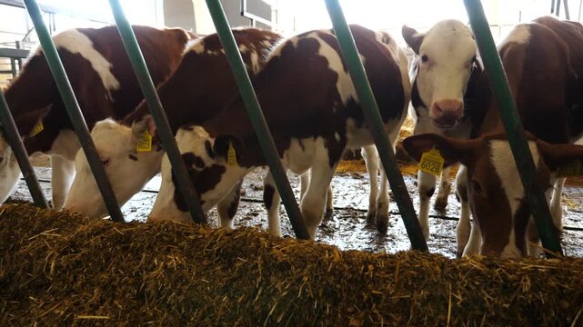 Curious little cows look into camera eating hay on dairy farm. Small calves chewing forage at milk factory. Row of cattle feeding by dry grass at cowshed. Agribusiness in livestock husbandry concept