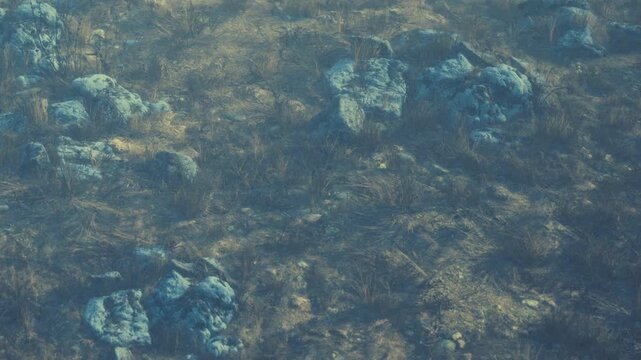 The scene shows a ground area where various rocks and tufts of grass are visible. Sunlight casts shadows over the landscape, revealing textures and colors typical of natural terrain.