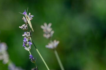 Obraz premium Delicate Butterfly Resting Among Lavender Blossoms