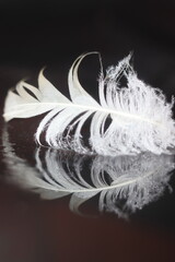 A single white feather with delicate strands rests on a dark reflective surface, its intricate details beautifully captured © Mateusz