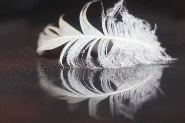 A delicate white feather rests on a reflective dark surface, its fine strands catching the light. The feather's reflection creates a mirrored image, adding to its ethereal beauty © Mateusz