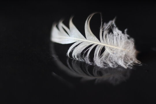 A delicate white feather floats on a reflective dark surface, its intricate details shimmering in the light