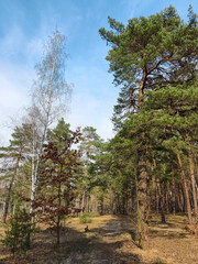 Fototapeta premium Evergreen conifer woodland with several birches standing out among tall pines