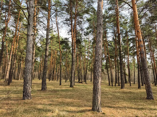 Tall coniferous trees standing in a dense forest under clear sunny skies © Harmony Video Pro