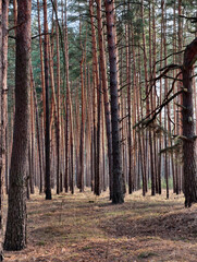 Evergreen trees growing in a coniferous forest with natural woodland scenery © Harmony Video Pro
