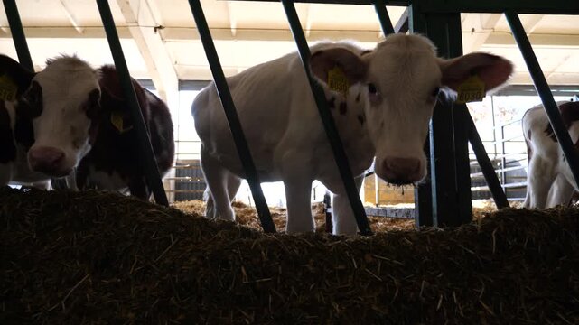 Row of cattle feeding by dry grass at cowshed. Curious little cows look into camera eating hay on dairy farm. Small calves chewing silage at milk factory. Agriculture industry and animal husbandry