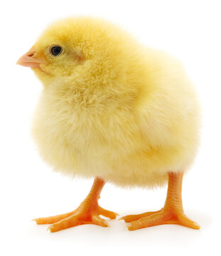 Cute yellow baby chick standing isolated on white background.