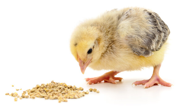 Little chick eating food isolated on white background.
