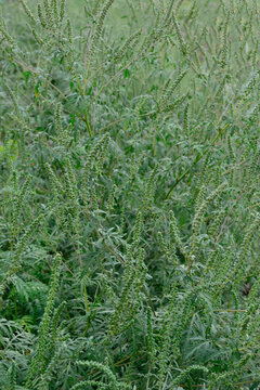 Green ragweed field with blooming ragweed plants close up.