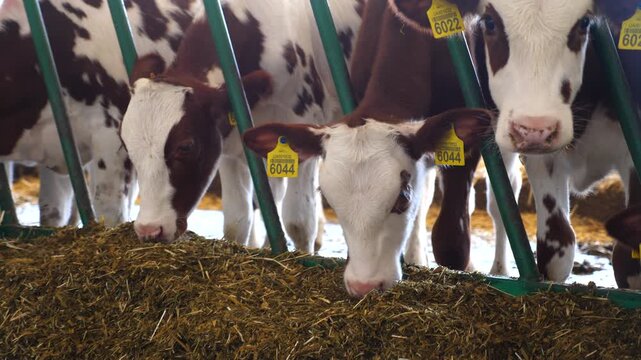 Small calves chewing silage at milk factory. Row of cattle feeding by dry grass at cowshed. Curious little cows look into camera eating hay on dairy farm. Agribusiness in livestock husbandry concept