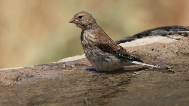 common linnet bird drinking water at the water's edge