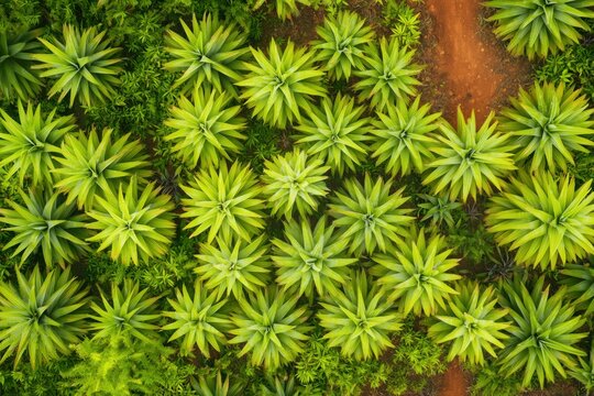 Top-down drone photography of a pineapple plantation, repetitive sharp green plant patterns, red soil paths, organic geometry --chaos 30 --ar 3:2 --v 6.1 Job ID: bf85dcfe-e8dc-4756-8cd9-425d85994049