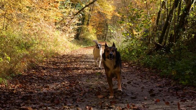 Two energetic mixed breed dogs run toward the camera along forest trail strewn with fallen leaves. Golden foliage and warm sunlight during a lively autumn dog walk colorful through nature in Slovenia.