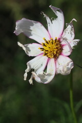A delicate white flower with pink-tinged petals and a yellow center, showing signs of wilting, set against a soft green blurred background © Mateusz