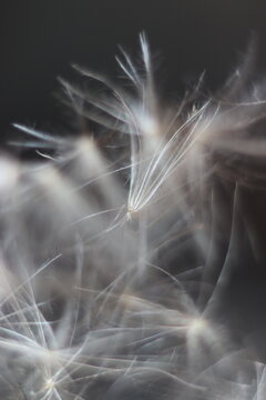 Macro shot of dandelion seeds floating in the air, appearing delicate and ethereal. The seeds are white and wispy, with a light, airy texture. The background is dark and blurred.