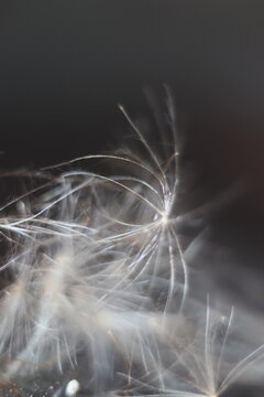 Close-up macro shot of dandelion seeds with their feathery pappus catching the light, floating delicately against a dark background