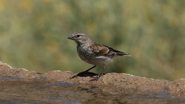 common linnet bird drinking water at the water's edge