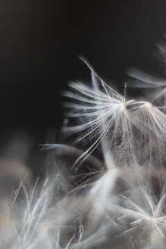 Close up of dandelion seeds against a dark background. The delicate white seeds are spread out like a fan, with some blurred in the foreground